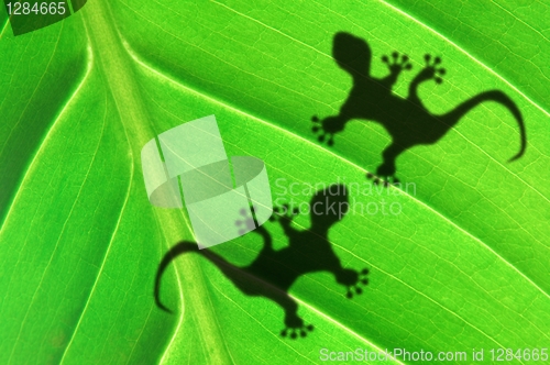 Image of gecko shadow on leaf