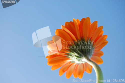 Image of Gerbera daisy