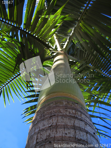 Image of Manila Palm: Bottom's Up!