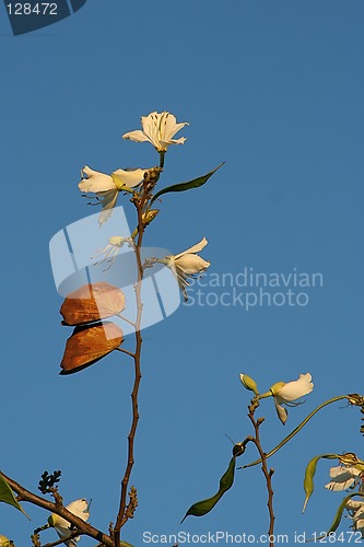 Image of Paradise flowers