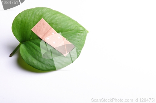 Image of ecology concept