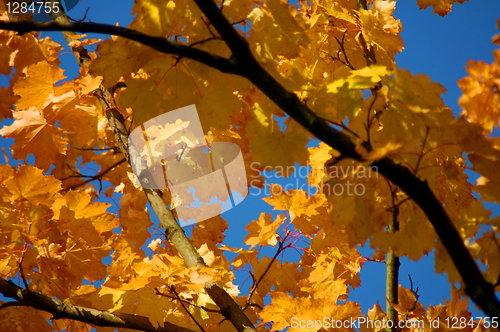 Image of Fall leaves