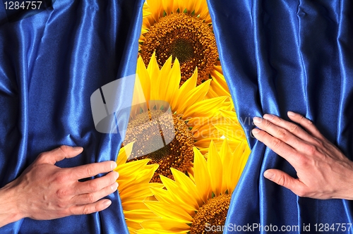 Image of flowers
