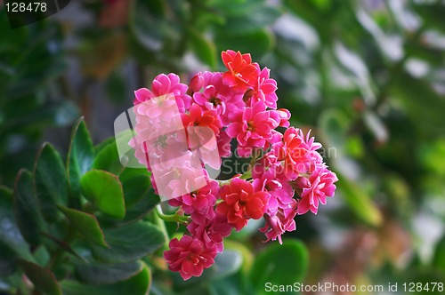 Image of Pink kalanchoe