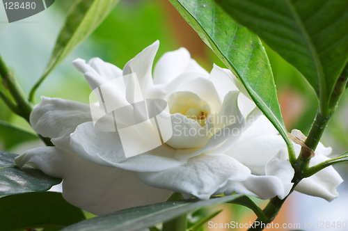 Image of Gardenia