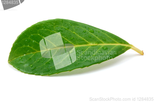 Image of leaf with water drops after rain