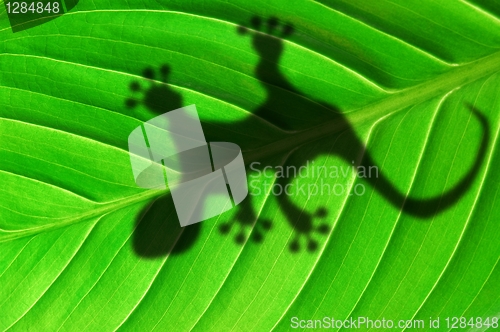 Image of gecko shadow on leaf