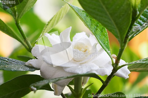 Image of Wet Gardenia