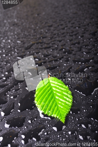 Image of leaf and black background