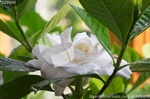 Image of Wet Gardenia