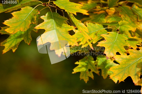 Image of fall in the park with green trees under blue sky