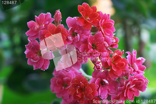 Image of Drops in the Pink kalanchoe flowers