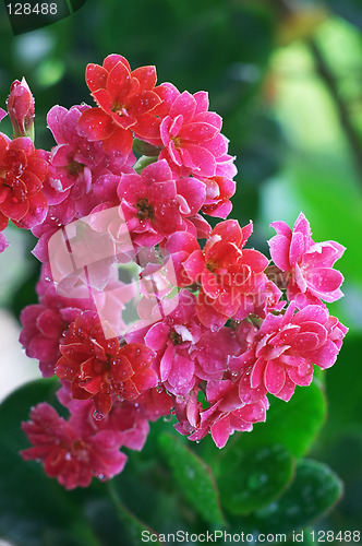 Image of Drops in the Pink kalanchoe flowers