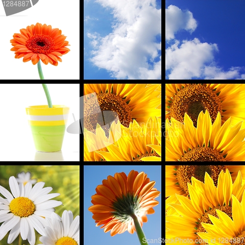 Image of flower collage