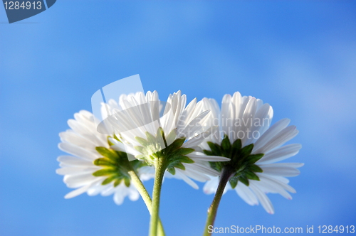 Image of daisy under blue sky