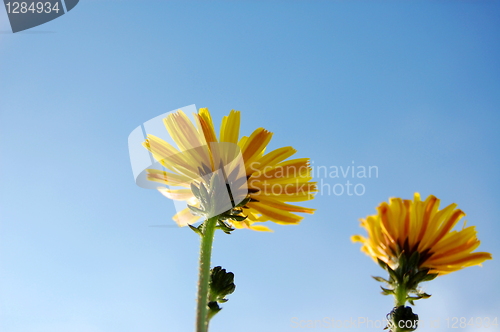 Image of flower under blue summer sky