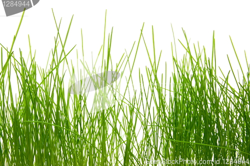 Image of grass