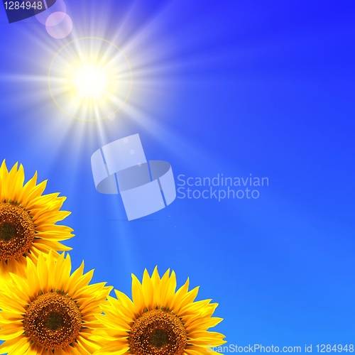 Image of blue sky and sunflower