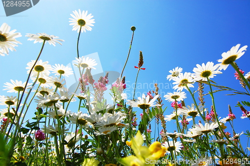 Image of daisy flower in summer with blue sky