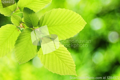 Image of green summer leaves