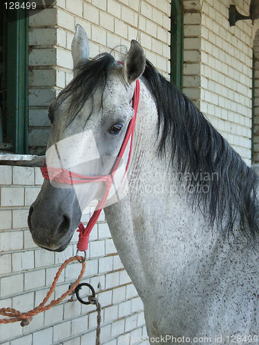 Image of Sweety