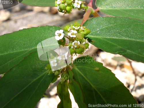 Image of Tiny Minuet - Macro