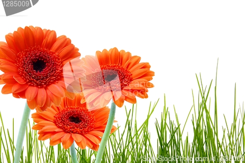 Image of grass flower and copyspace