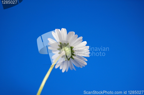 Image of daisy under blue spring sky