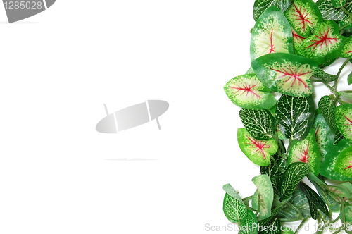 Image of border of leaves