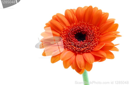Image of isolated flower on white