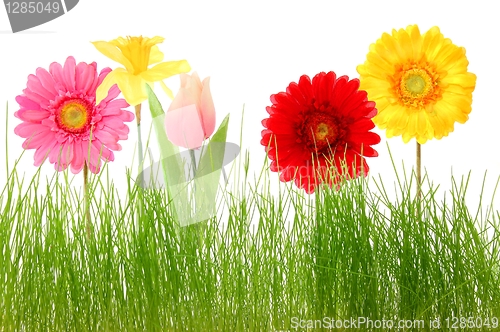 Image of flower