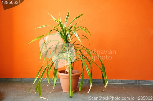 Image of plant in pot on a orange wall