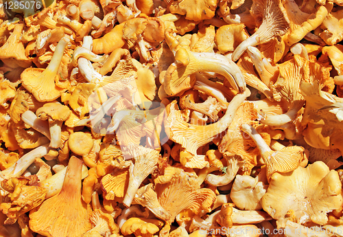 Image of Chanterelle