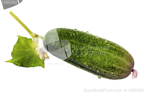 Image of Green Cucumber