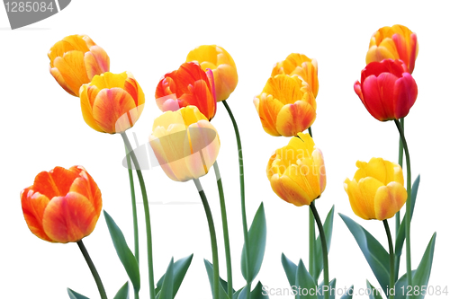 Image of Red and Yellow Tulips