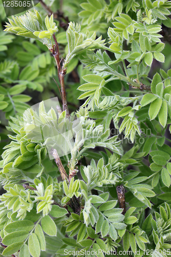 Image of Acacia Leaves