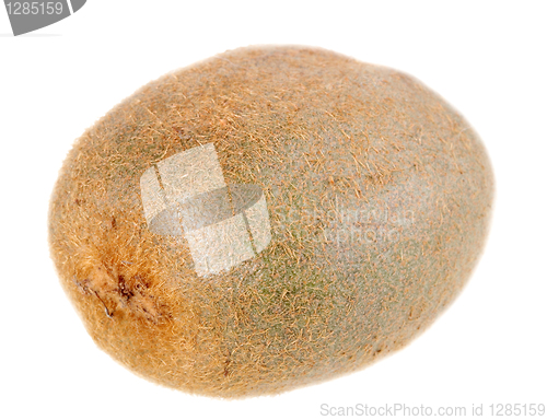 Image of One full fruit of kiwi