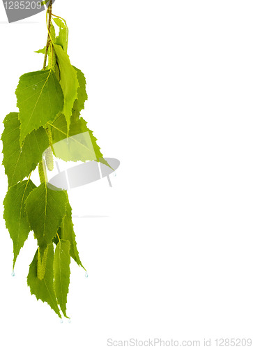 Image of Birch branch on a white background