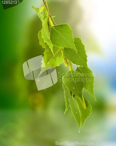 Image of leaves of birch and sunny day