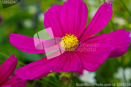 Image of Purple flower