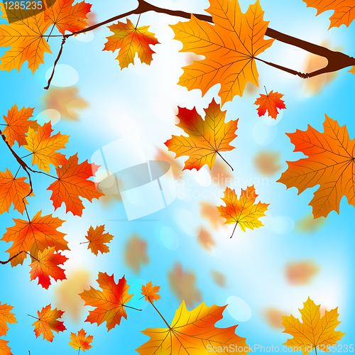 Image of Autumn tree maple leaves against the blue EPS 8
