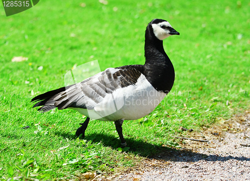 Image of Canadian Goose 