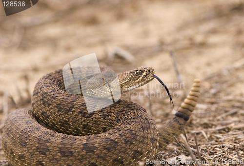 Image of Rattlesnake