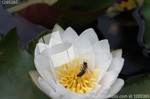 Image of bee on lily