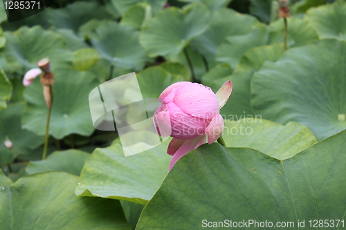 Image of lotus