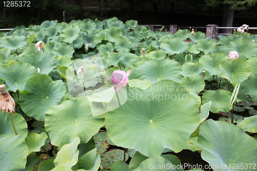 Image of lotus