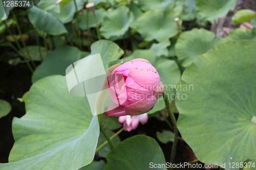 Image of lotus