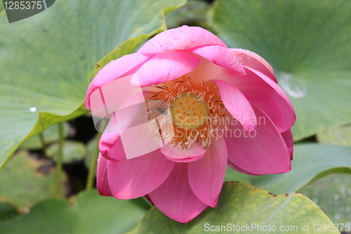 Image of lotus