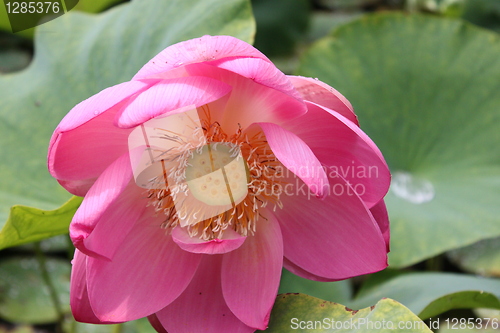 Image of lotus