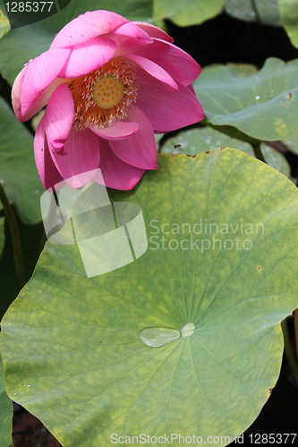 Image of pink lotus